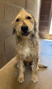 Benji -  Poodle and Labrador Retriever Dog for Adoption in Gillette, Wyoming - Benji | PetCurious