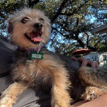 Rescue Yorkshire Terrier and Border Terrier Dogs for Adoption in Boerne, Texas - Riz | PetCurious