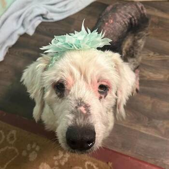 Lilly -  Old English Sheepdog Dog for Adoption in Harrisville, West Virginia - Lilly | PetCurious
