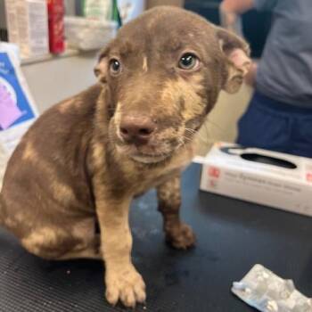 Ethan Winters -  Catahoula Leopard Dog and Mixed Breed Dog for Adoption in Lake Panasoffkee, Florida - Ethan Winters | PetCurious