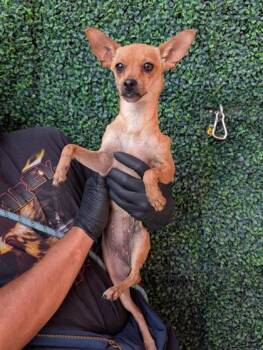 61531937 -  Chihuahua and Mixed Breed Dog for Adoption in El Paso, Texas - 61531937 | PetCurious