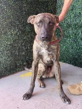Niko (Frankenstein* ) -  Mixed Breed Dog for Adoption in El Paso, Texas - Niko (Frankenstein* ) | PetCurious