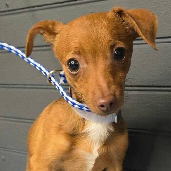 FOSTER NEEDED - Big Boi -  Chihuahua and Mixed Breed Dog for Adoption - FOSTER NEEDED - Big Boi | PetCurious