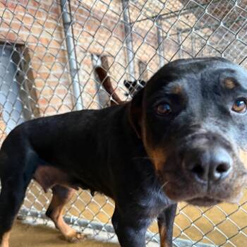 Betty -  Rottweiler Dog for Adoption in Northbrook, Illinois - Betty | PetCurious