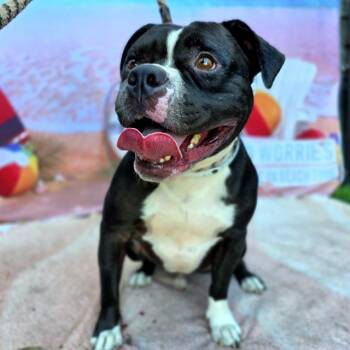 Rescue Pit Bull Terrier and Mixed Breed Dogs for Adoption in Long Beach, California - CODY | PetCurious