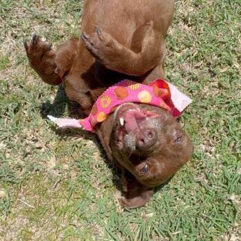Canela -  Dachshund and Chihuahua Dog for Adoption in Humacao, Humacao - Canela | PetCurious