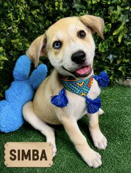Simba Jr -  Hound and Husky Dog for Adoption in Lucas, Texas - Simba Jr | PetCurious