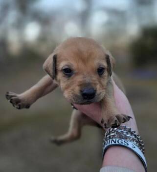 Terrier Dogs Available for Adoption - Elsa 26D-052 | PetCurious