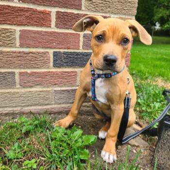 Mario -  Pit Bull Terrier and Mixed Breed Dog for Adoption in Northville, Michigan - Mario | PetCurious
