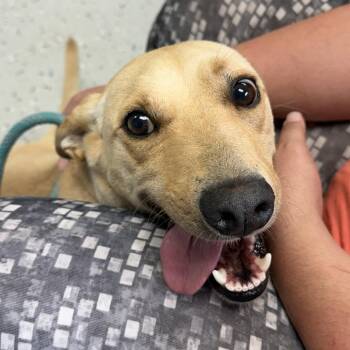 Bantam -  Yellow Labrador Retriever and Feist Dog for Adoption in Washington, District Of Columbia - Bantam | PetCurious