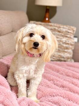 Lily -  Poodle and American Eskimo Dog Dog for Adoption in Saugus, Massachusetts - Lily | PetCurious