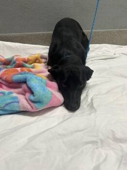 Labrador Retriever and Mixed Breed Dogs Available for Adoption in Las Vegas, Nevada - MINI MOUSE | PetCurious