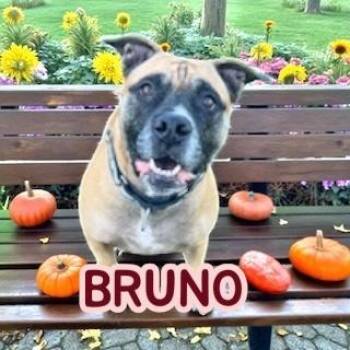 Rescue Boxer and American Staffordshire Terrier Dogs for Adoption in Brockton, Massachusetts - Bruno | PetCurious