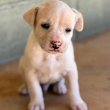 Magic -  Retriever Dog for Adoption in Huntsville, Alabama - Magic | PetCurious