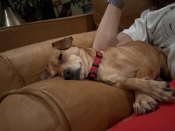 Micki -  Chihuahua Dog for Adoption in Derry, New Hampshire - Micki | PetCurious