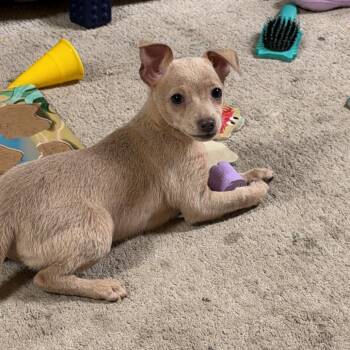 Blanca -  Chihuahua Dog for Adoption in West Richland, Washington - Blanca | PetCurious