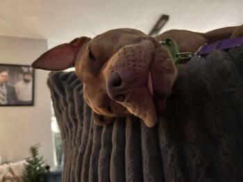 Benny The Bull A139999  -  Pit Bull Terrier Dog for Adoption in Silsbee, Texas - Benny The Bull A139999  | PetCurious