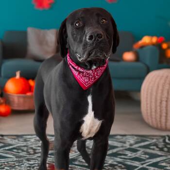 Rescue Labrador Retriever Dogs for Adoption in Brock, Texas - JAKE | PetCurious