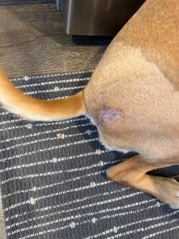 Mixed Breed Dogs Available for Adoption - Loretta Swift | PetCurious