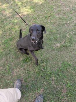 Labrador Retriever Dogs Available for Adoption in Nacogdoches, Texas - Brodie | PetCurious