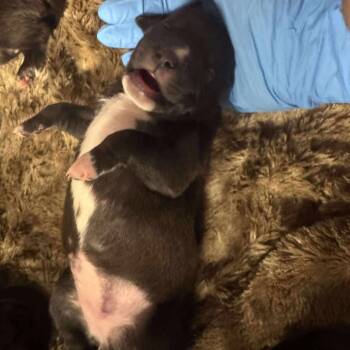 Rescue Labrador Retriever Dogs for Adoption in Springboro, Ohio - Sencha | PetCurious