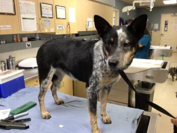 Australian Cattle Dog Blue Heeler Dogs Available for Adoption - RELISH | PetCurious
