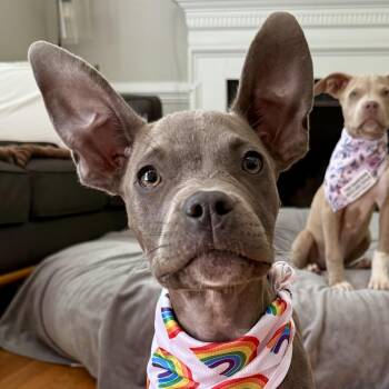 Dr. Alex Karev -  Pit Bull Terrier Dog for Adoption in Richmond, Virginia - Dr. Alex Karev | PetCurious