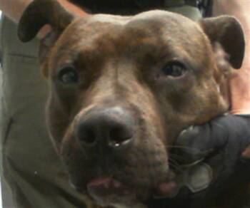 A1266590 -  Pit Bull Terrier Dog for Adoption in Charlotte, North Carolina - A1266590 | PetCurious