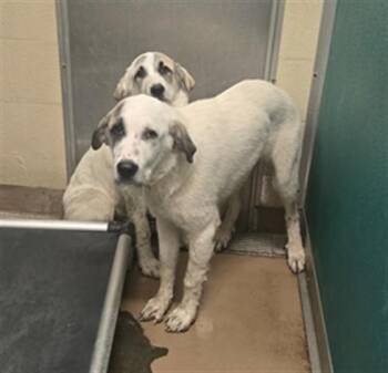 LUKE SKYBARKER -  Great Pyrenees and Mixed Breed Dog Available for Adoption in Texas City, Texas - LUKE SKYBARKER | PetCurious