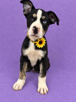 Nikki -  Australian Shepherd and Great Dane Dog for Adoption in Lodi, California - Nikki | PetCurious