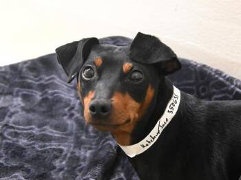 Ketchup Taco -  Miniature Pinscher Dog for Adoption in Portland, Oregon - Ketchup Taco | PetCurious