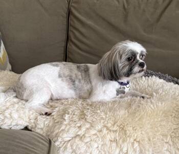 Sugar Plum -  Shih Tzu Dog for Adoption in Carlsbad, California - Sugar Plum | PetCurious