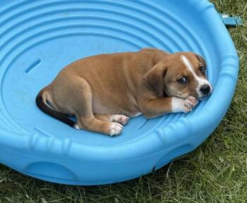 Beagle Dogs Available for Adoption in Aurora, Indiana - Buzzing Bees : Honey | PetCurious