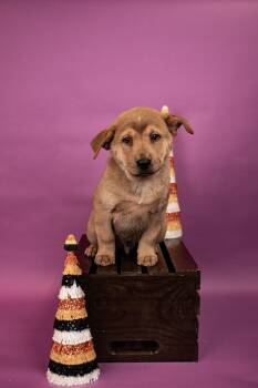 839-26 -  Chow Chow Dog for Adoption in Brighton, Colorado - 839-26 | PetCurious