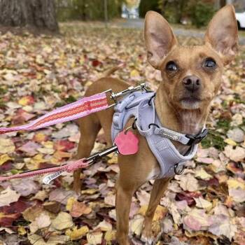 Rescue Chihuahua Dogs for Adoption in Groveland, Massachusetts - Loli | PetCurious