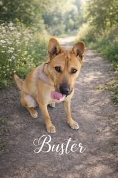 Cattle Dog and Basenji Dogs Available for Adoption - Buster | PetCurious