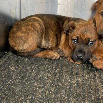 Pit Bull Terrier Dogs Available for Adoption - Chica | PetCurious