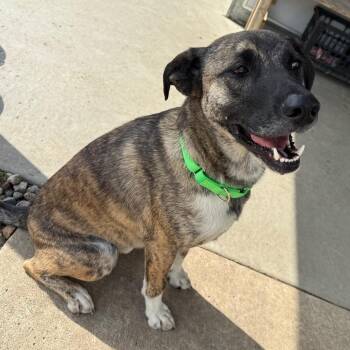 Jasper -  Dutch Shepherd and Mixed Breed Dog for Adoption in Carroll, Iowa - Jasper | PetCurious