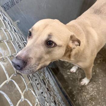 Tiffany -  Mixed Breed Dog for Adoption in Columbiana, Alabama - Tiffany | PetCurious