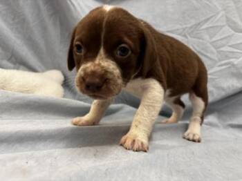 Kiara -  Weimaraner and Labrador Retriever Dog for Adoption in Liverpool, Texas - Kiara | PetCurious