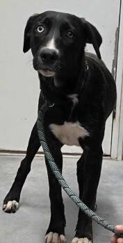 Rescue Affenpinscher Dogs for Adoption in Hillsdale, Indiana - Vixen | PetCurious