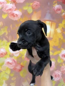 ATTICUS -  Chihuahua and Mixed Breed Dog for Adoption in San Bernardino, California - ATTICUS | PetCurious