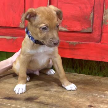 Mixed Breed Dogs Available for Adoption in Midland, Texas - FWT Lambert | PetCurious