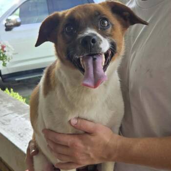 Piper -  Mixed Breed Dog for Adoption in Wadena, Minnesota - Piper | PetCurious