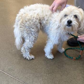 YORK-Stray-16901 -  Shih Tzu and Mixed Breed Dog for Adoption in York, Pennsylvania - YORK-Stray-16901 | PetCurious