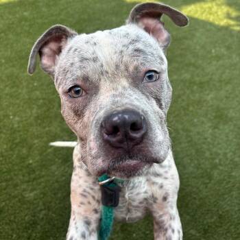 Mister Moose -  Mixed Breed Dog for Adoption in Philadelphia, Pennsylvania - Mister Moose | PetCurious