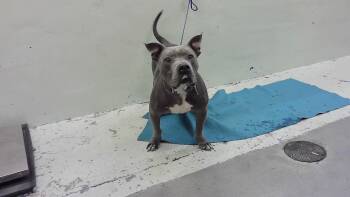 Staffordshire Bull Terrier and Mixed Breed Dogs Available for Adoption - HOSS | PetCurious