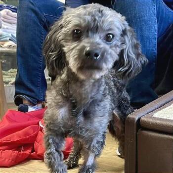 La-Z-Boy 14396 -  Poodle Dog for Adoption in San Francisco, California - La-Z-Boy 14396 | PetCurious