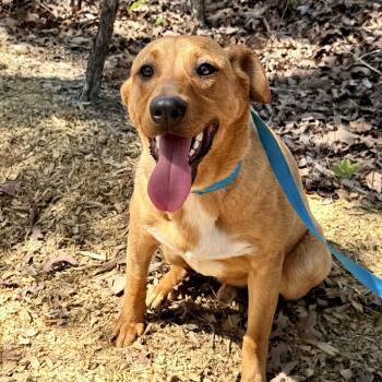 Royal -  Feist Dog for Adoption in Queen City, Texas - Royal | PetCurious
