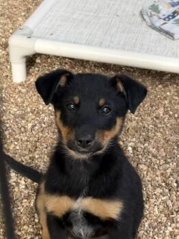 Australian Shepherd and Australian Cattle Dog Blue Heeler Dogs Available for Adoption in Bolivar, Missouri - Cashew | PetCurious